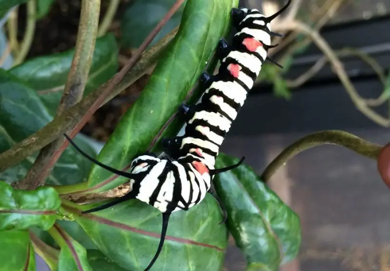 Yellow Caterpillars with Black Spikes