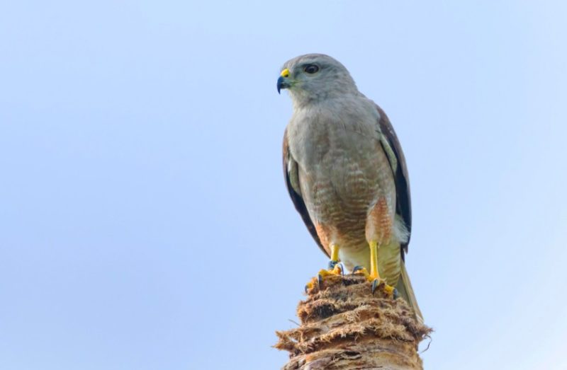 Types of Hawks