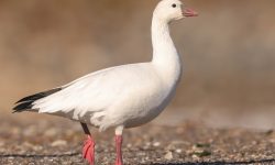 38 Types of Geese (With Pictures and Identification)