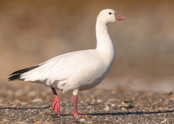 Types of Geese