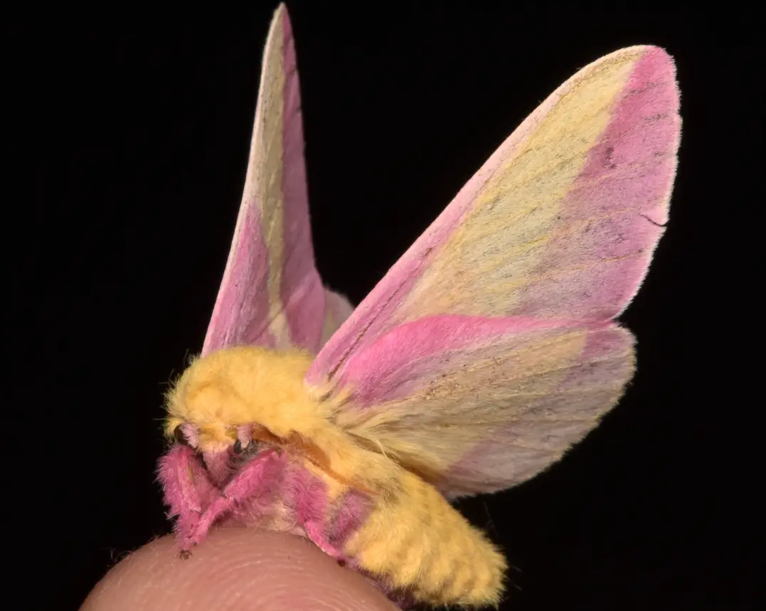 Pink and Yellow Moths