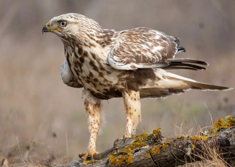 Types of Hawks