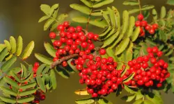 Rowan Tree (Mountain Ash) Care and Growing Guide