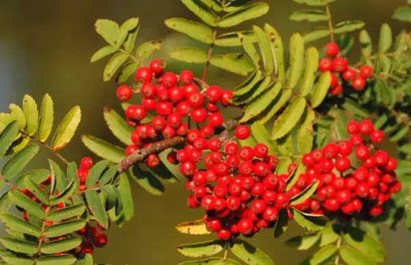 Rowan Tree (Mountain Ash)