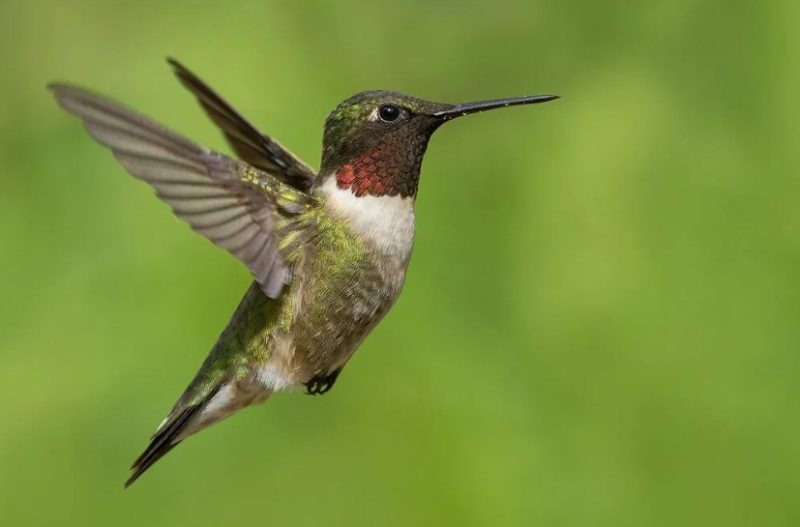 Types of Hummingbirds