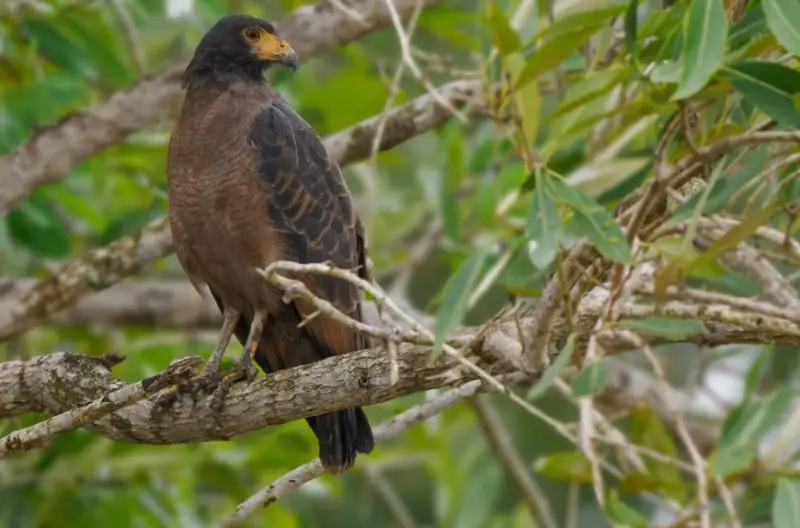 Types of Hawks