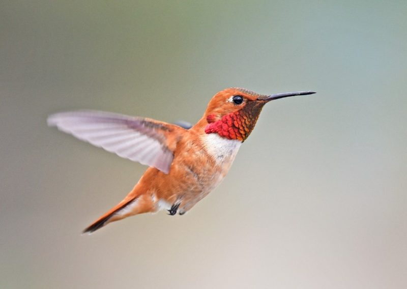 Types of Hummingbirds