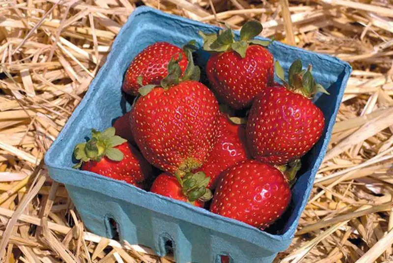 Types of Strawberries