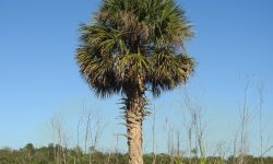 Sabal Palmetto (Cabbage Palm) Care and Growing Guide