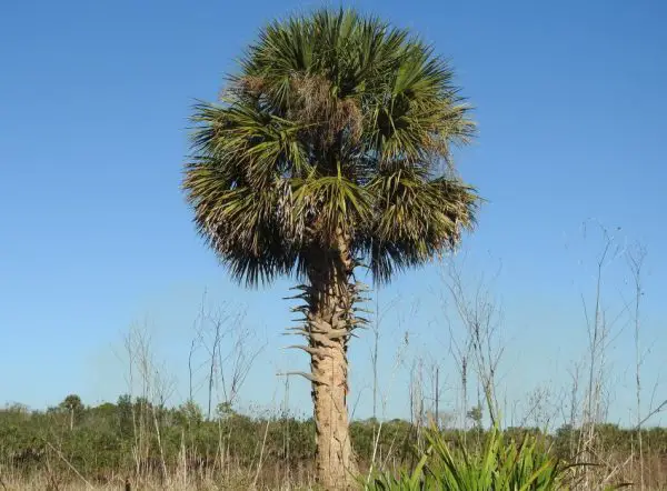 Sabal Palmetto