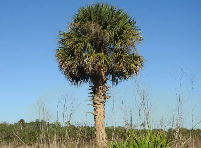 Sabal Palmetto