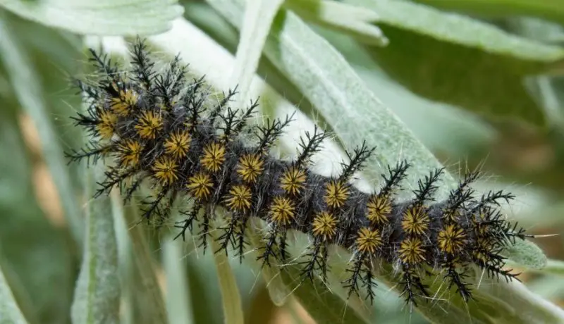 Yellow Caterpillars with Black Spikes