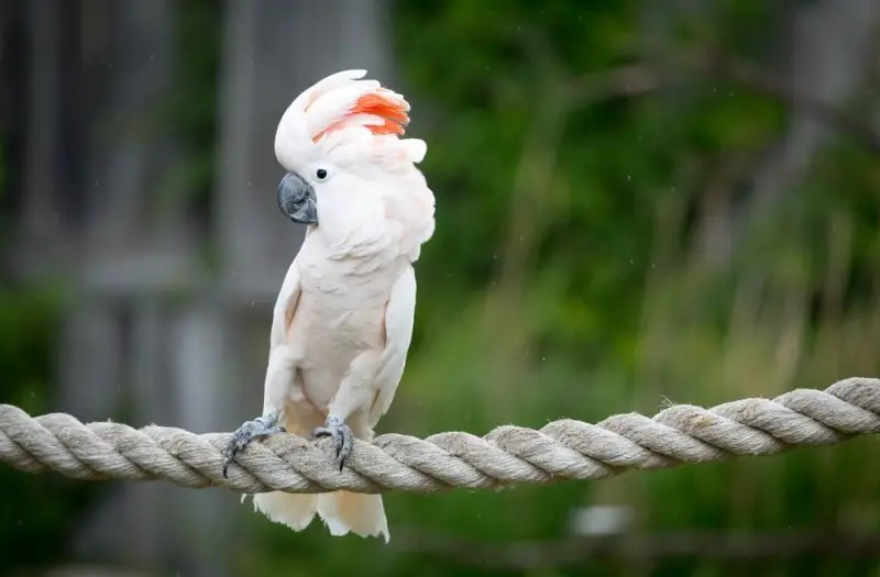 White Birds