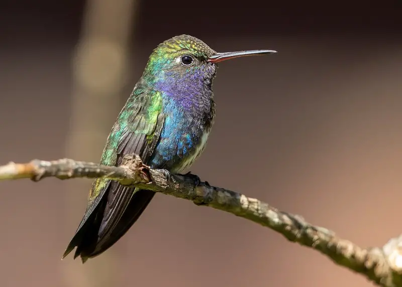 Types of Hummingbirds