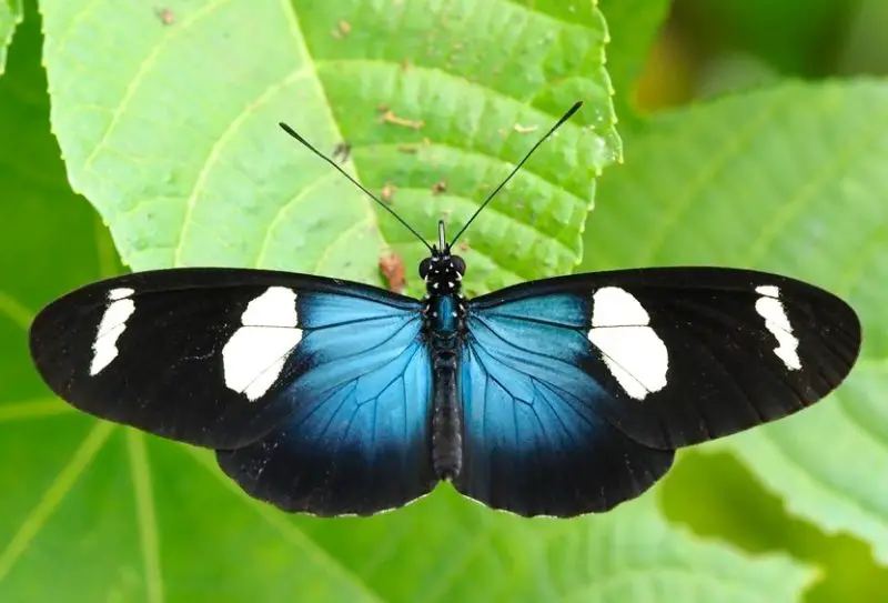 Black and Blue Butterfly