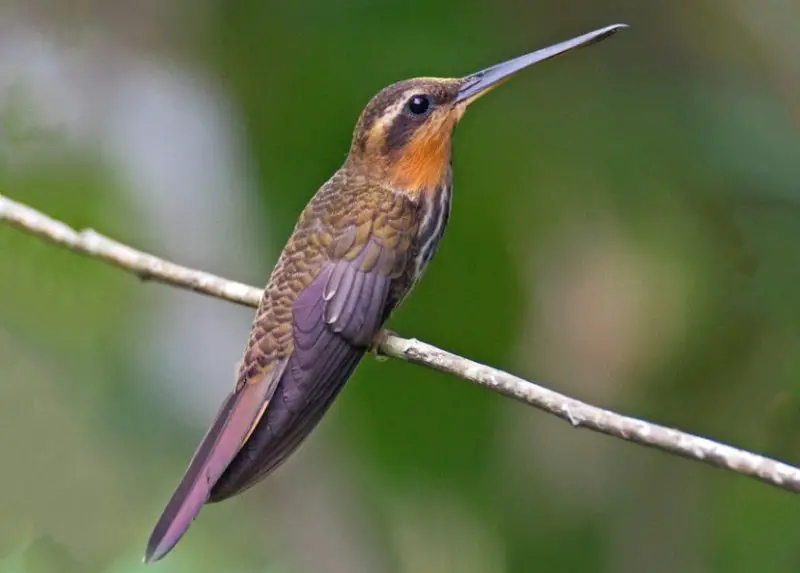 Types of Hummingbirds