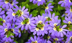 45 Perennial Flowers That Bloom All Year (With Pictures)