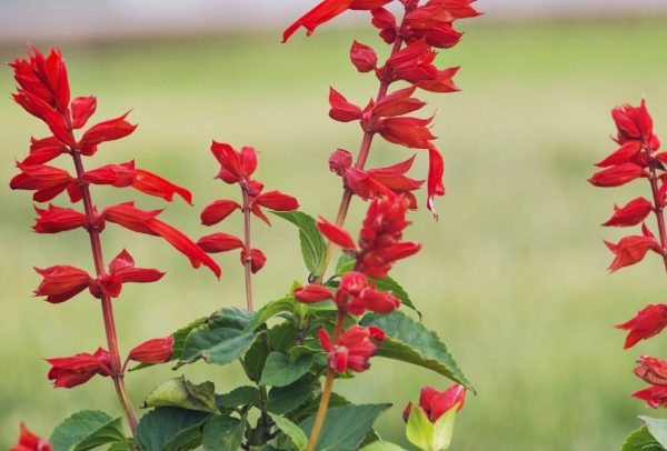 Flowers That Attract Hummingbirds