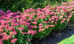 Sedum Plant (Stonecrop) Care and Growing Guide (Most Detailed)