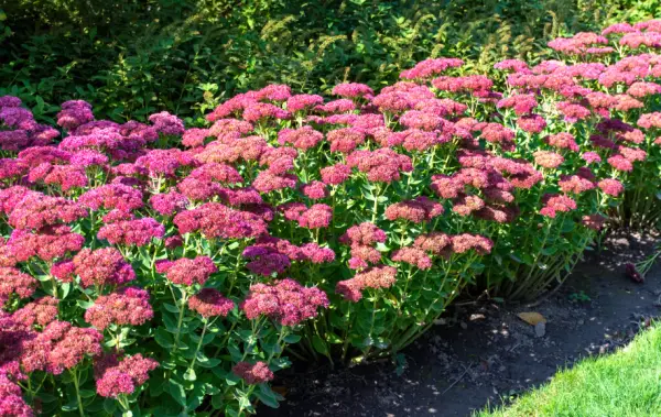 Sedum Plant (Stonecrop)