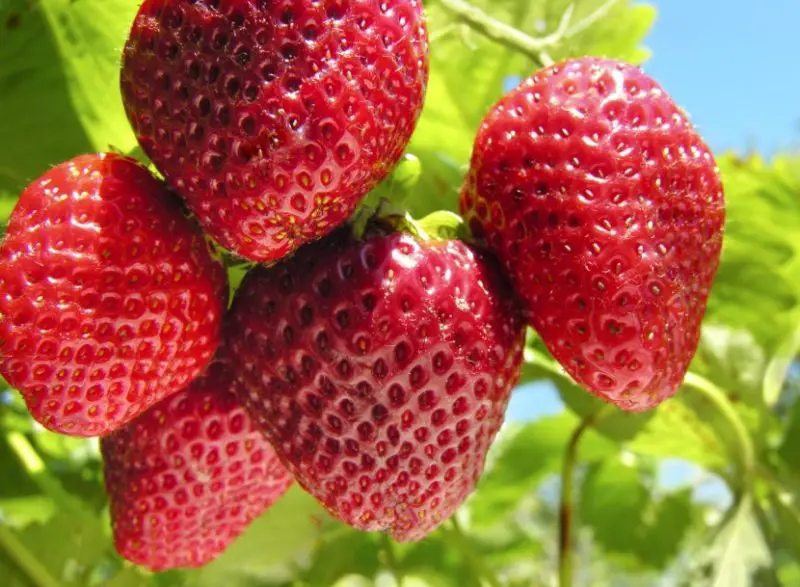 Types of Strawberries