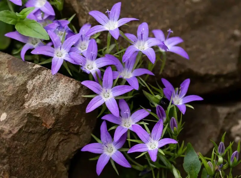 Perennial Flowers that Bloom All Summer