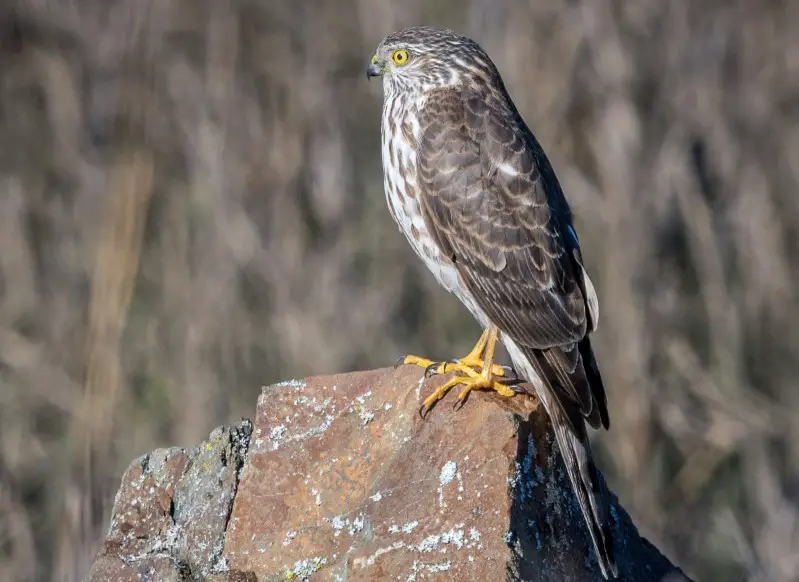 Types of Hawks