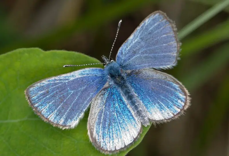 Black and Blue Butterfly