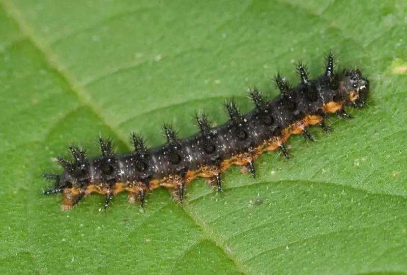 Yellow Caterpillars with Black Spikes