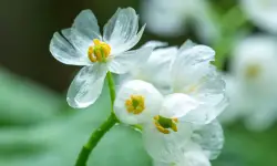 Skeleton Flower (Diphylleia grayi) Care and Growing Guide