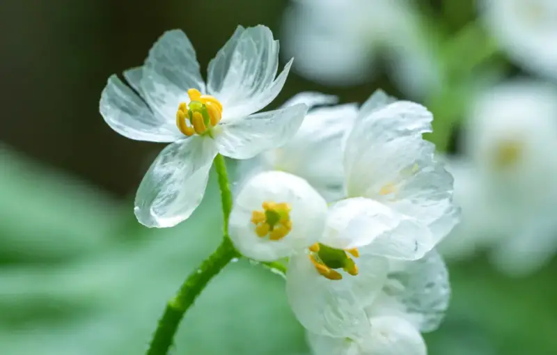 Skeleton Flower