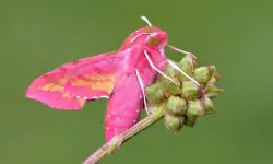 15 Species of Pink and Yellow Moths (With Pictures)