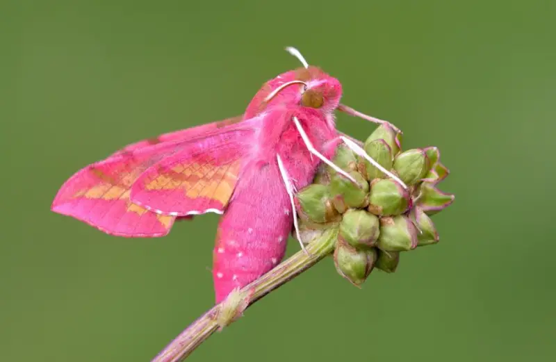 Pink and Yellow Moths