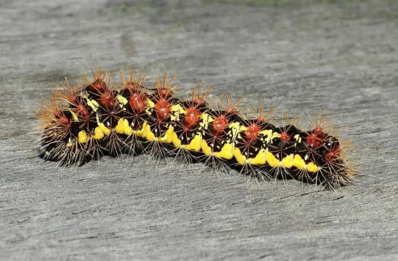 Yellow Caterpillars with Black Spikes