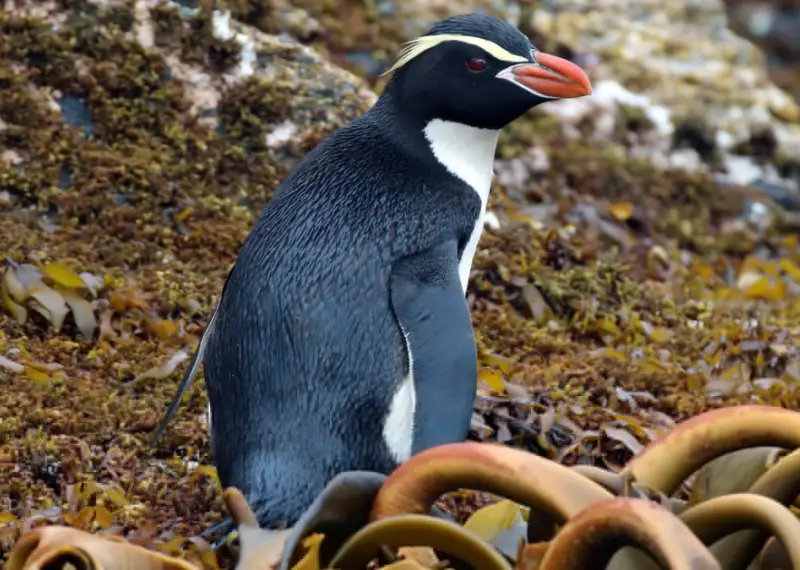 Types of Penguins