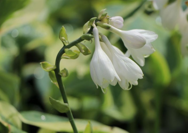 Easter Lily