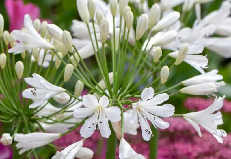 Easter Lily