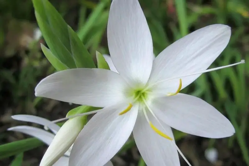 Easter Lily