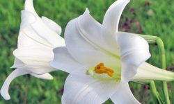 32 Stunning Easter Lily Varieties (With Pictures)