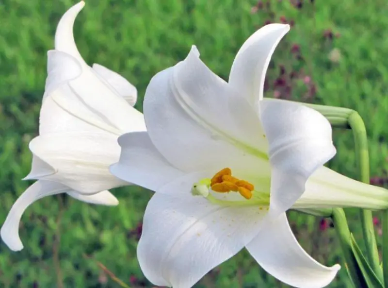 Easter Lily