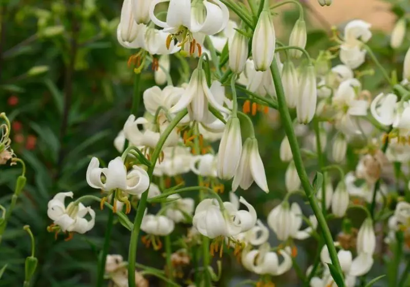 Easter Lily