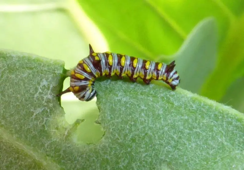 Yellow Caterpillars with Black Spikes