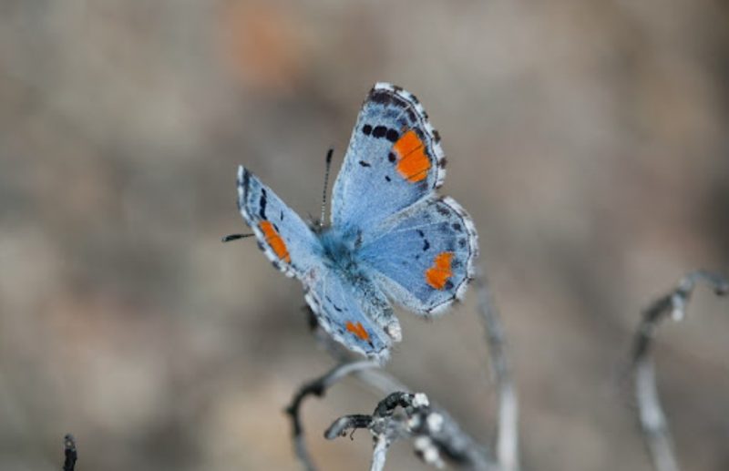 Black and Blue Butterfly