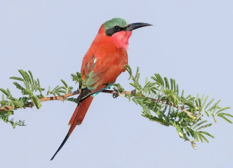 pink birds