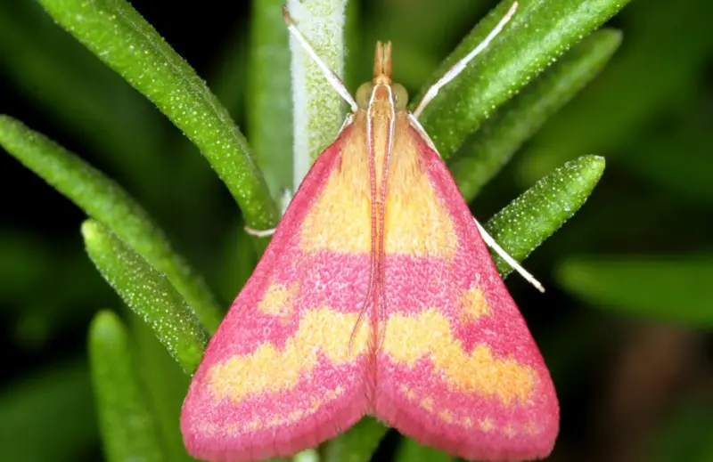 Pink and Yellow Moth