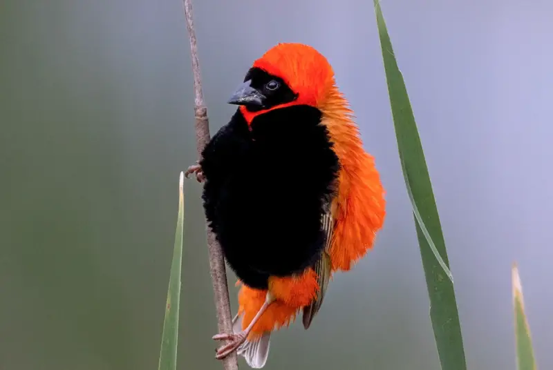 Bird with Red Head