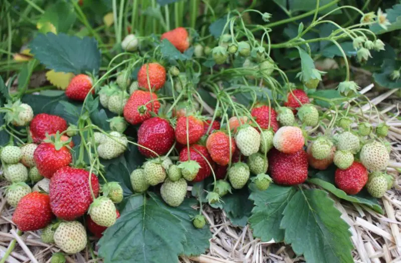 Types of Strawberries