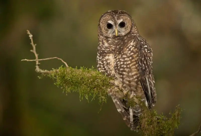 Types of Owls