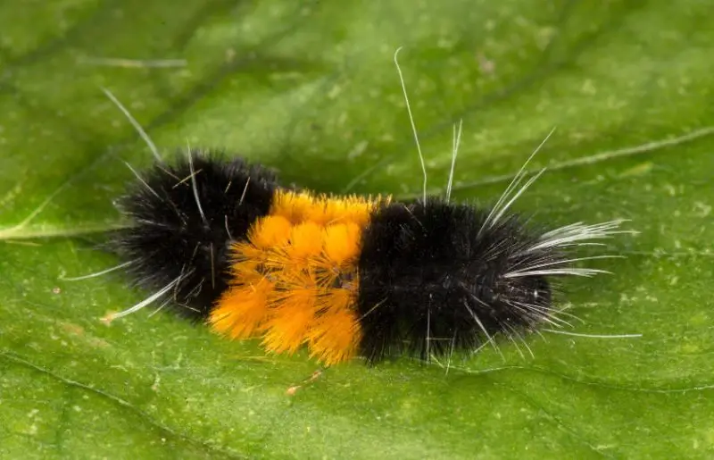 Yellow Caterpillars with Black Spikes