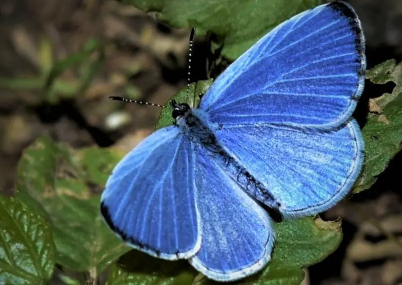 Black and Blue Butterfly